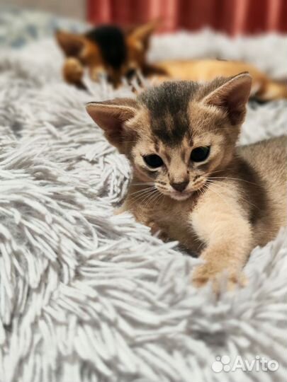Elegant PET