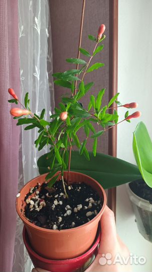 Гранат комнатный карликовый