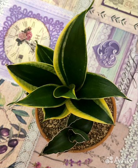 Сансевиерия композиция