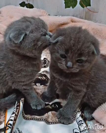 Шотландская вислоухая