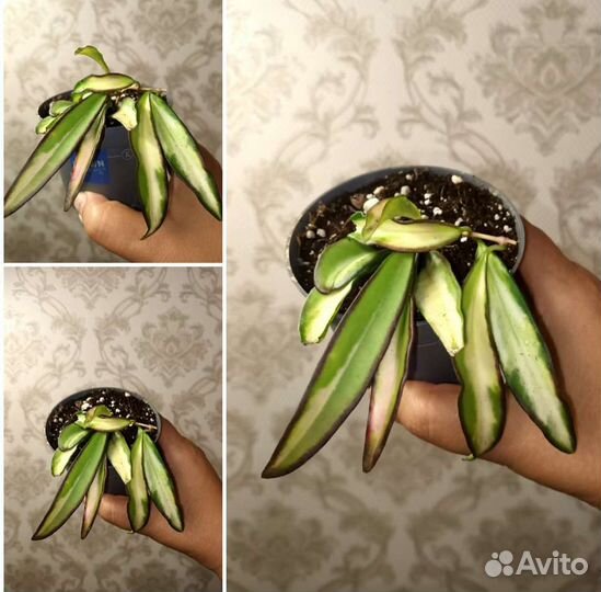 Сортовые хойи