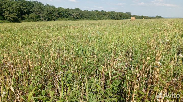 Сено/солома