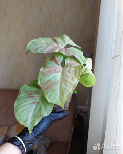 Комнатные растения