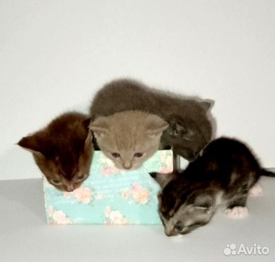 Кошки в добрые руки породистые