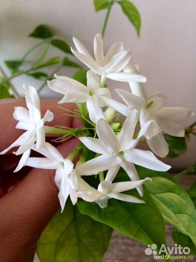 Жасмин самбак