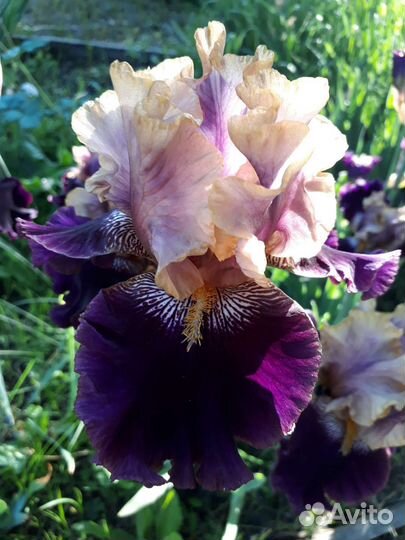 Ирисы и хоста