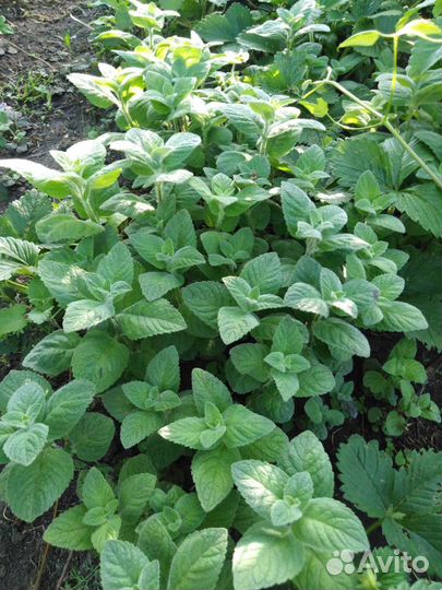 Мята 2 вида, мелисса лимонная