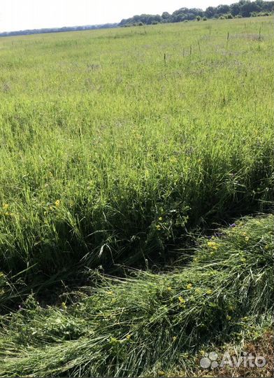 Сено люцерны