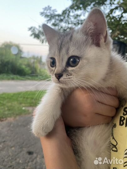 Кошечка в добрые руки