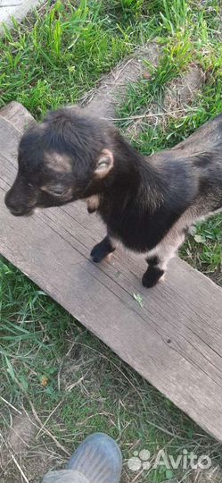 Козлик породы Ламанче обгул или продажа