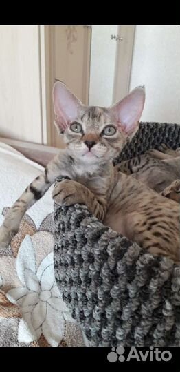 Котята девон-рекс