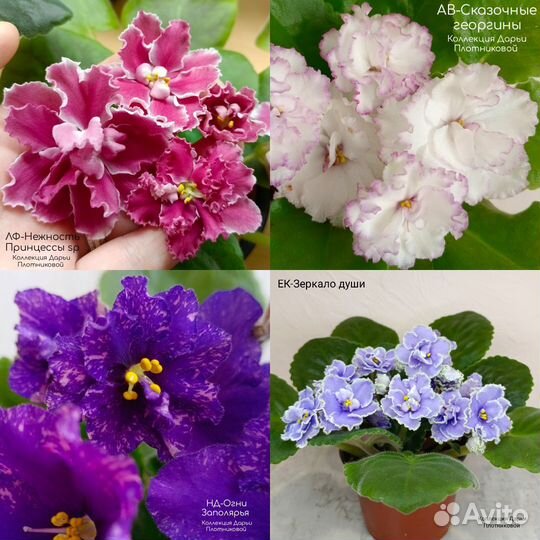 Фиалка. Укорененные черенки