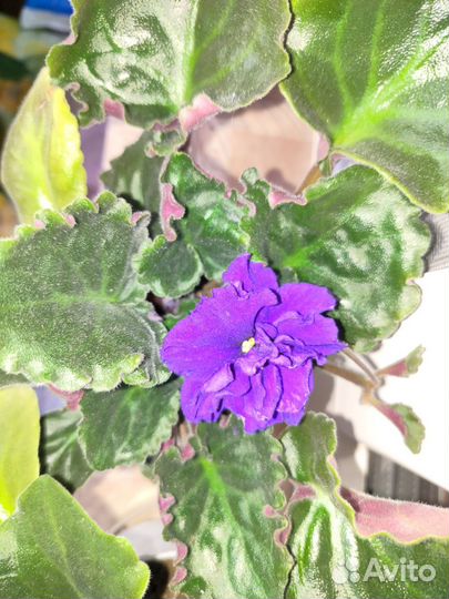 Продам фиалки