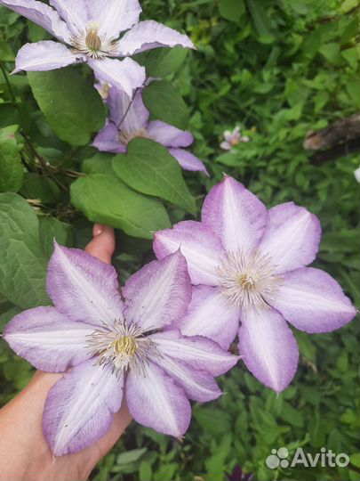 Клематисы