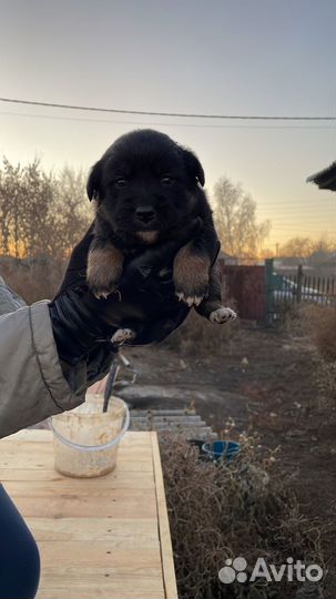 Отдам в добрые руки