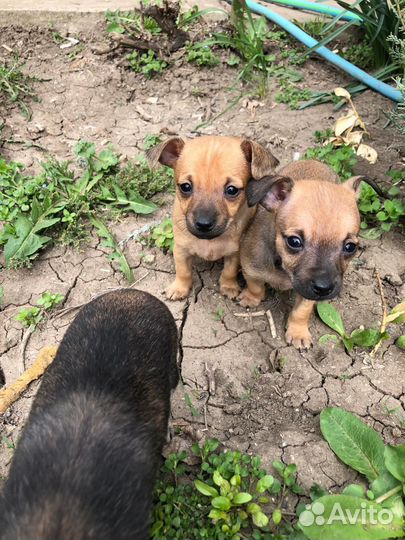 Маленькая собака чихуахуа мини