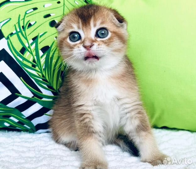 Котята золотая шиншилка