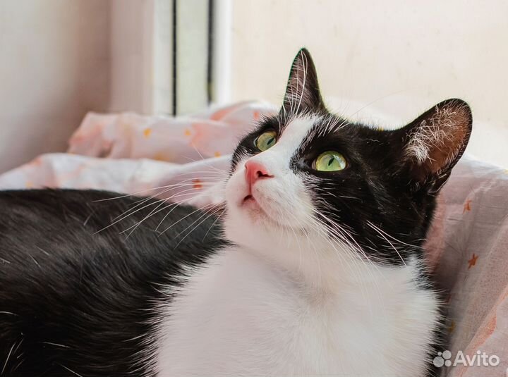 Котенок зеленоглазый Принц