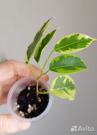 Фикус, филодендрон и др