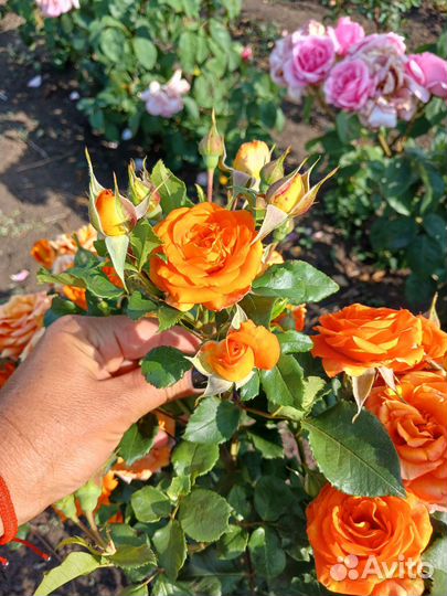 Саженцы роз миниатюрные