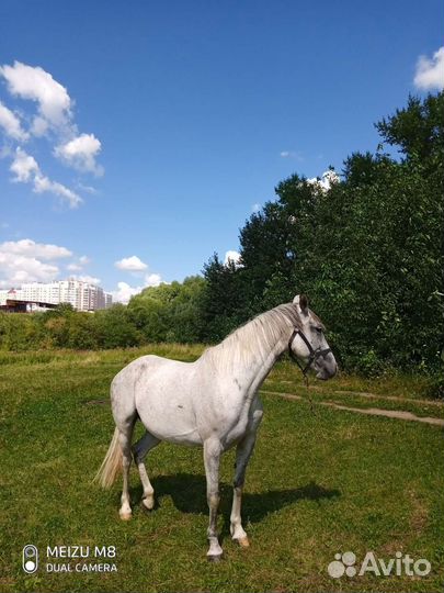 Конные прогулки