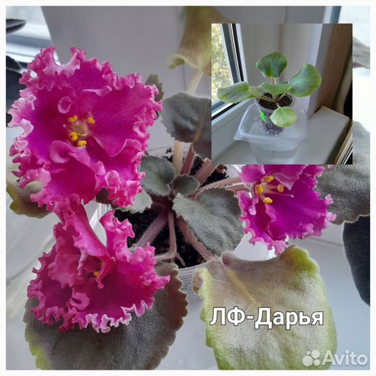 Сортовые фиалки (детки)