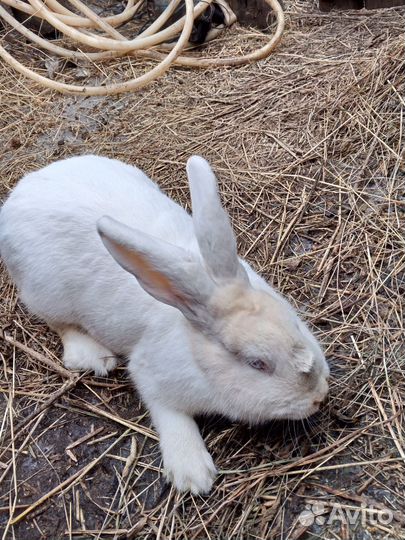 Кролик великан