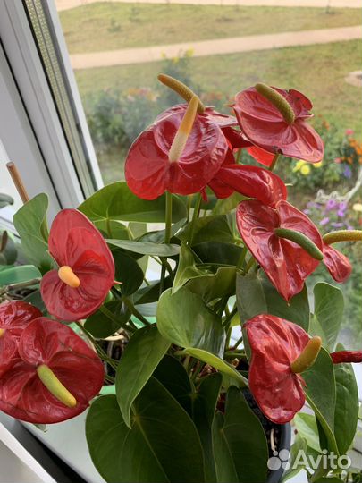 Комнатные цветы антуриум