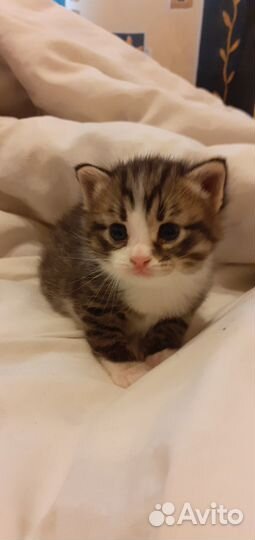 Котята