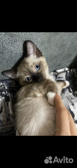 Отдам в добрые руки сиамских котят