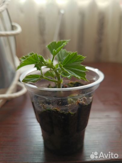 Герань пеларгония