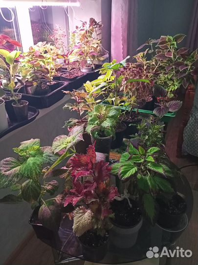 Колеусы вегетативные черенки