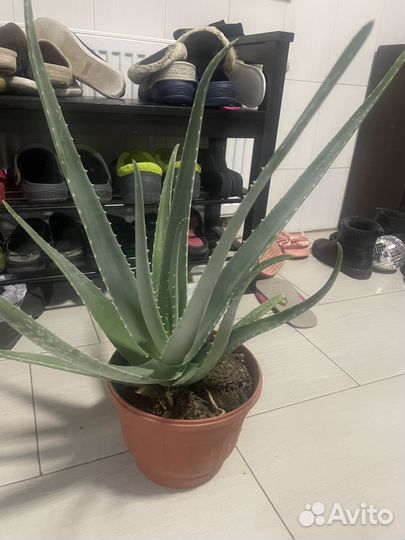 Алоэ доминиканский