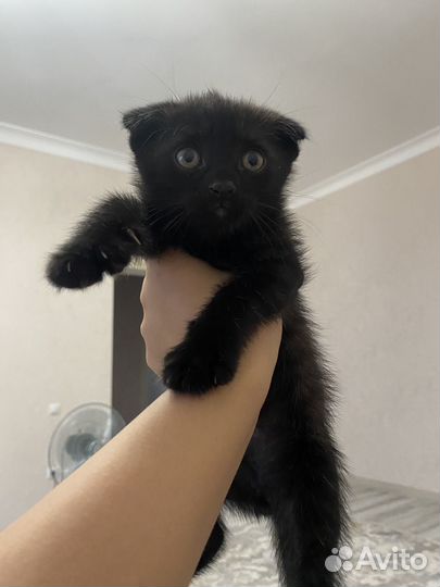 Котята в добрые руки бесплатно