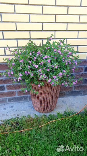 Кашпо из ротанга уличное