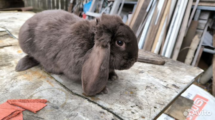 Самки Бараны