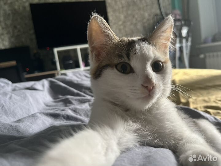 Котенок в добрые руки