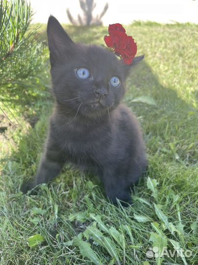 Котенок