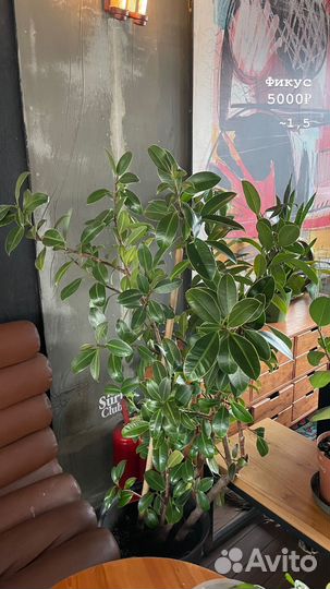 Фикус