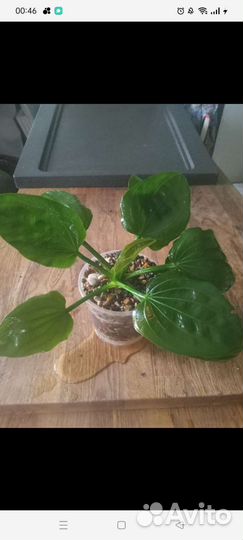 Криптокорина нури розе