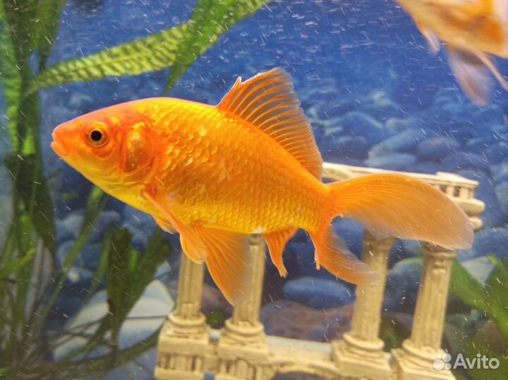 Аквариумные рыбки