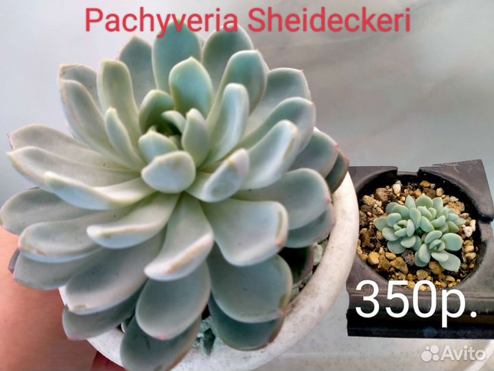 Суккуленты 5