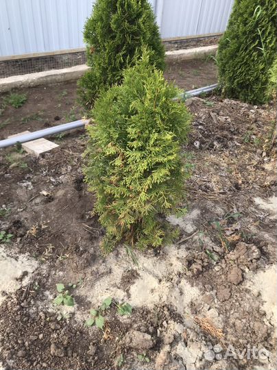 Туя смарагд