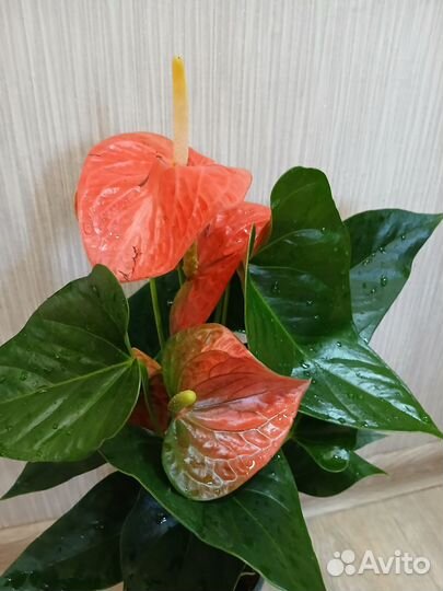 Антуриум мужское счастье