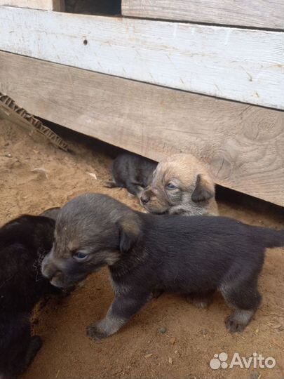 Собака, щенки в добрые руки