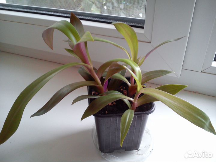 Рео, Сансевиерия