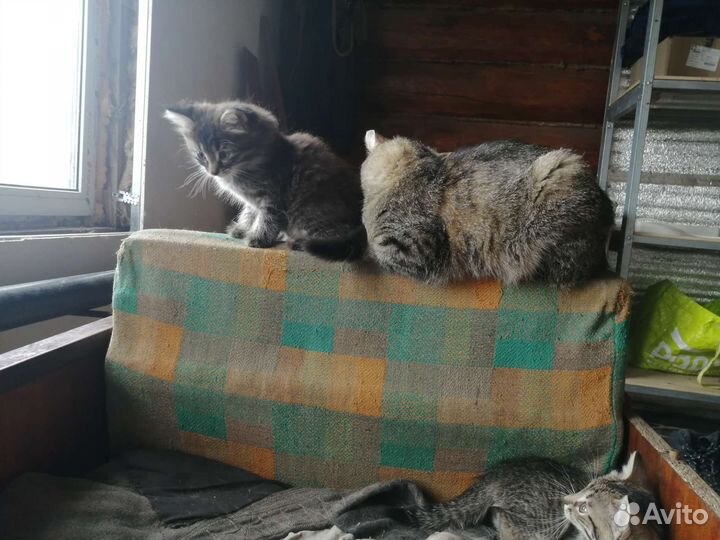 Котенок в добрые руки