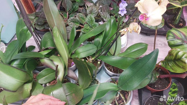 Орхидеи отцвевшие