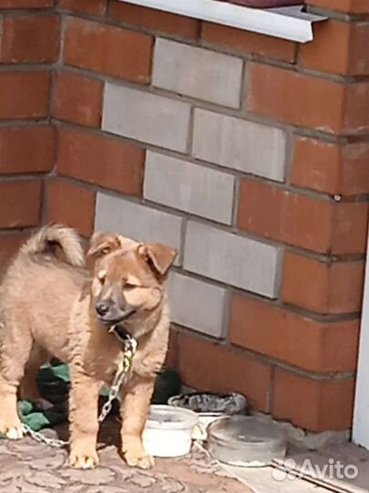 Щенок мальчик