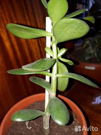 Крассула толстянка